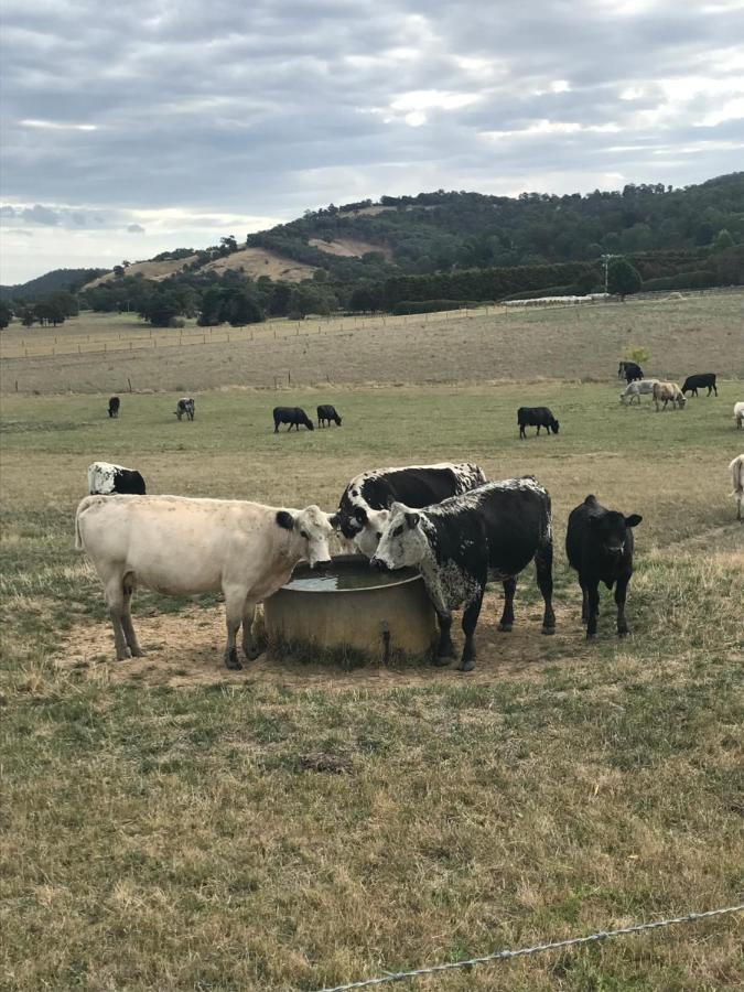 The Yarra Valley Couple Escape Ярра-Ґлен Екстер'єр фото